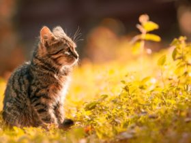 Which Plants are Poisonous to Cats?