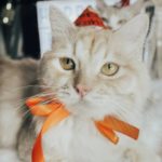 catbirthday - Ideas for Cats Birthday Party