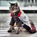 CostumeForCats - Costume for Cats: Is it Cruel to Put Costumes On A Cat?