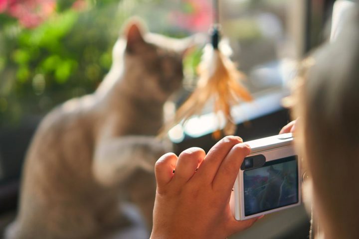 cat camera 1661236756 - Best Foolproof Tips for Photographing Your Cat