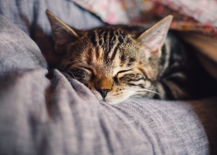 cat sleeping 1660600594 - 12 Amazing Ways to Make Your Cat Happy Indoors