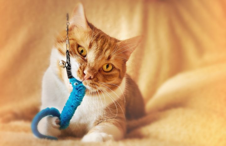 cat toy 1679591727 - Easy DIY Homemade cat toys ideas