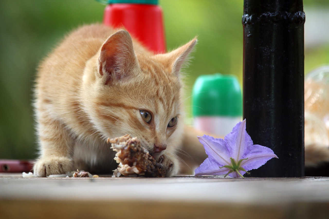 kitten eating 1678130302 - Kitten Not Eating? Most Common Reasons and What to Do