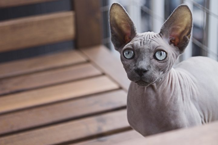 sphynx cat 1678200110 - Best Top Cat Breeds for Apartment Living