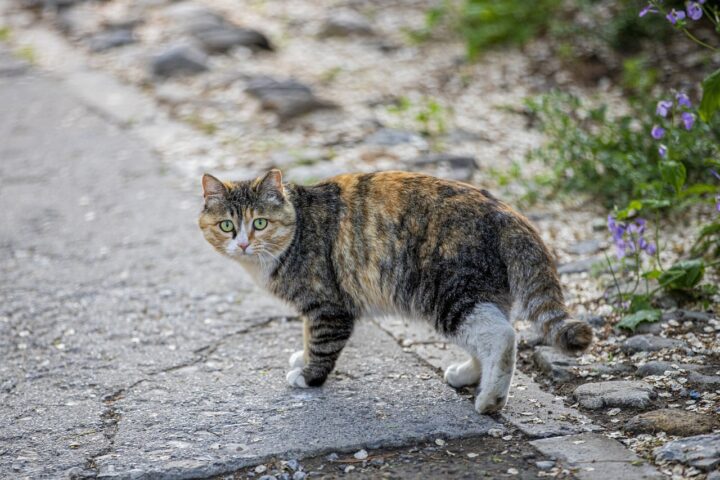 are black whiskers rare in cats unraveling the mystery of whisker colors - Are Black Whiskers Rare in Cats? Unraveling the Mystery of Whisker Colors!