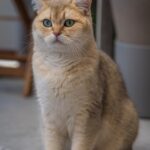 best hypoallergenic cat breeds for families with allergies - Best Hypoallergenic Cat Breeds for Families with Allergies